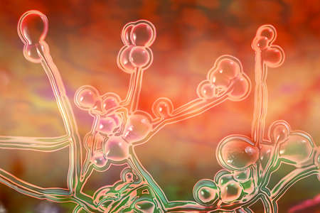 Candida fungi, Candida albicans, C. auris and other human pathogenic yeasts, 3D illustration. Covid-19 complication. White fungusの写真素材