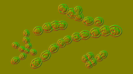 Leuconostoc bacteria, 3D illustration. Coccoid lactic acid bacteria, found on plants, used for...