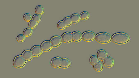 Leuconostoc bacteria, 3D illustration. Coccoid lactic acid bacteria, found on plants, used for production of fermented milk, can cause meningitis, bacteremia, urinary tract and pulmonary infectionsの写真素材