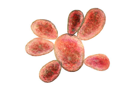 Fungi Paracoccidioides brasiliensis, a dimorphic fungus that causes paracoccidioidomycosis....
