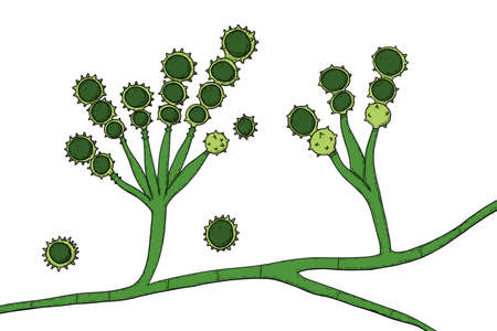 Microscopic fungi Scopulariopsis brevicaulis, illustration. Fungus that infects nails, causes...