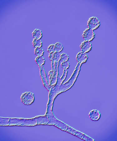 Microscopic fungi Scopulariopsis brevicaulis, 3D illustration. Fungus that infects nails, causes...