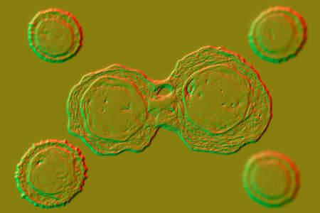 Dividing stem cells, 3D illustration. Research and scientific backgroundの写真素材