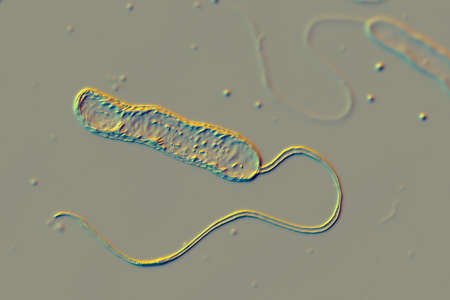 Scientific image of motile flagellated bacteria. Bacterium Stenotrophomonas maltophilia, 3D illustration. Bacilli that cause nosocomial infections, endocarditis, wound infections, bacteremia and otherの写真素材