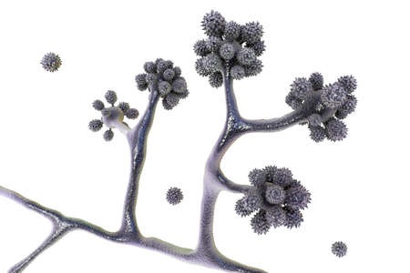 Microscopic fungi Cunninghamella, scientific 3D illustration. Pathogenic fungi from the order...