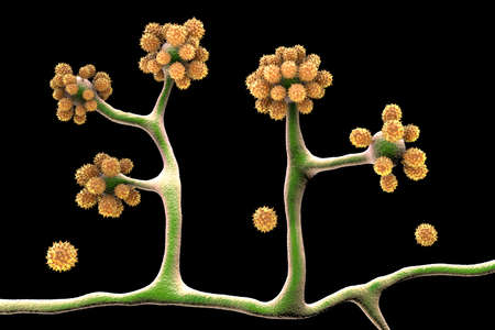 Microscopic fungi Cunninghamella, scientific 3D illustration. Pathogenic fungi from the order...