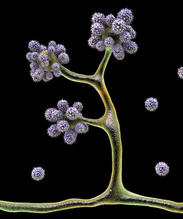 Microscopic fungi Cunninghamella, scientific 3D illustration. Pathogenic fungi from the order...