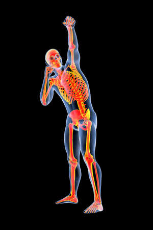 Anatomy of boxing sport, 3D illustration. Human male body in boxing position with highlihgted skeleton showing skeletal activity of boxingの写真素材