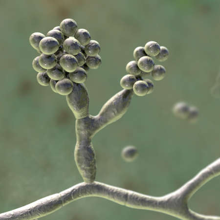 Mould fungi Madurella, 3D illustration. The microscopic fungus that causes black-grain mycetoma, or...