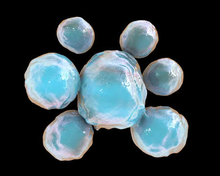 Fungi Paracoccidioides lutzii, a dimorphic fungus that causes paracoccidioidomycosis found in Brazil...