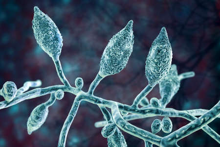 Microscopic fungi Microsporum canis, 3D illustration. Zoophilic dermatophyte fungus, causes infections of scalp (tinea capitis), body skin (tinea corporis) aquired from infected dogs and catsの写真素材