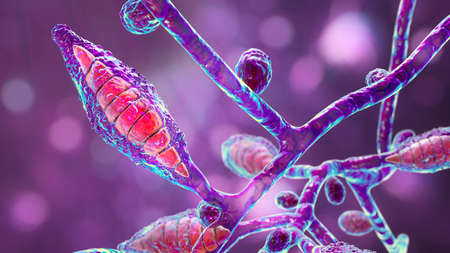 Microscopic fungi Microsporum canis, 3D illustration. Zoophilic dermatophyte fungus, causes...
