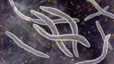 Fusobacterium, 3D illustration. An oral bacterium, causes periodontal diseases, periodontal plague...