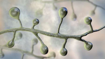 Blastomyces dermatitidis fungi, the causative agent of the disease blastomycosis affecting lungs, more rarely skin, bones, other organs, 3D illustrationの写真素材
