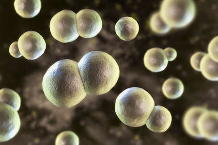 Blastomyces dermatitidis fungi, the causative agent of the disease blastomycosis affecting lungs,...