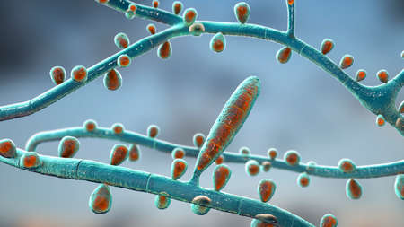 Fungus Trichophyton rubrum, 3D illustration showing macroconidia, microconidia and septate hyphae....
