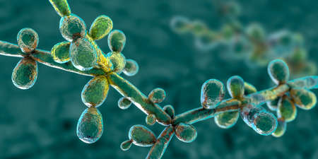 Candida tropicalis yeasts, microscopic fungi that cause infections in immunocompromised patients. Scientific 3D illustration showing pseudohyphae and blastoconidia formed singly or in small groupsの写真素材