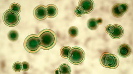 Blastomyces dermatitidis fungi, the causative agent of the disease blastomycosis affecting lungs,...