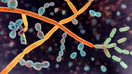 Microscopic fungi Trichosporon, 3D illustration shows septate hyphae, pseudohyphae, blastoconidia...