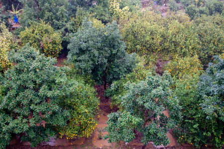Aerial view of orange and loquat trees garden during rain