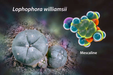 Mescaline molecule and its natural source, Mexican peyotl cactus (Lophophora williamsii), 3D...
