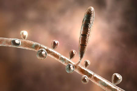 Fungus Trichophyton rubrum, 3D illustration showing macroconidium, microconidia and septate hyphae....