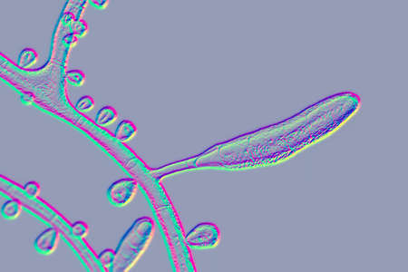 Fungus Trichophyton rubrum, 3D illustration showing macroconidium, microconidia and septate hyphae....
