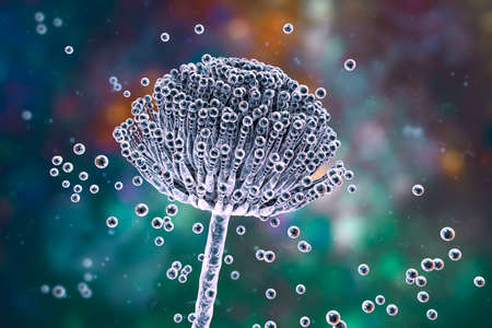 Fungi Aspergillus, black mold, which produce aflatoxins and cause pulmonary infection aspergillosis,...