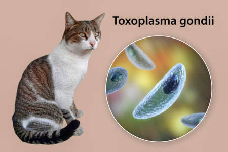 Parasitic protozoans Toxoplasma gondii, the causative agent of toxoplasmosis in tachyzoite stage, 3D...