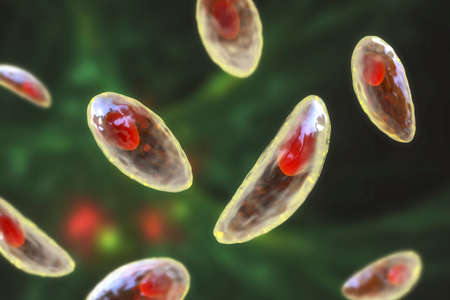 Parasitic protozoans Toxoplasma gondii, the causative agent of toxoplasmosis in tachyzoite stage, 3D...