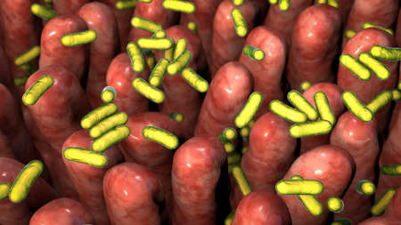 Human intestine with intestinal bacteria, 3D illustration. Human gut microbiome