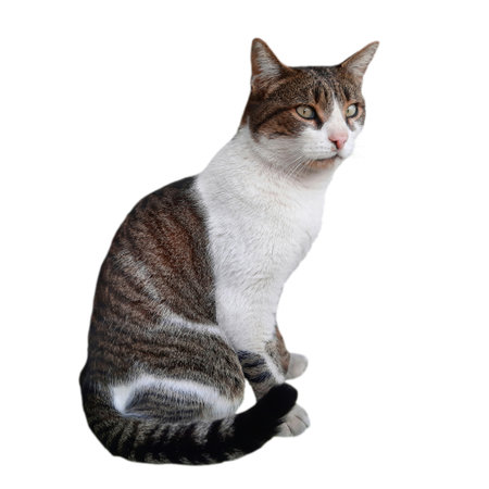 Street grey and white cat looking aside from the camera isolated on white backgroundの写真素材