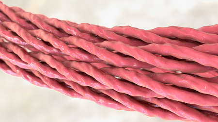 Collagen triple helix molecules, 3D illustration showing bunch of collagen triple helices, the main...