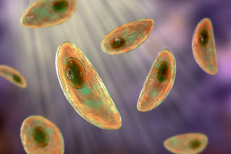 Parasitic protozoans Toxoplasma gondii, the causative agent of toxoplasmosis in tachyzoite stage, 3D illustrationの写真素材