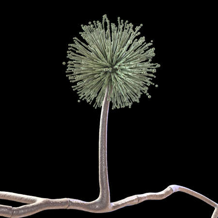 Fungi Aspergillus niger, black mold that produce aflatoxins and cause pulmonary infection aspergillosis, 3D illustrationの写真素材