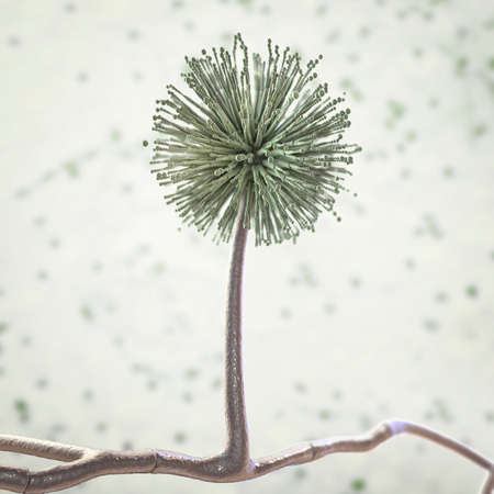 Fungi Aspergillus niger, black mold that produce aflatoxins and cause pulmonary infection...