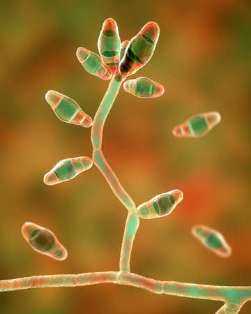 Microscopic mold fungi Curvularia, scientific 3D illustration. Curvularia causes keratitis, chronic allergic sinusitis, onychomycosis, mycetoma, is commonly found in soil and plantsの写真素材