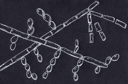 Microscopic fungi Trichosporon, hand drawn illustration shows septate hyphae, pseudohyphae,...