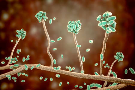 Mold fungi Acremonium (formerly Cephalosporium), 3D illustration. Etiologic agents of white grain mycetoma, nail infections, keratitisの写真素材