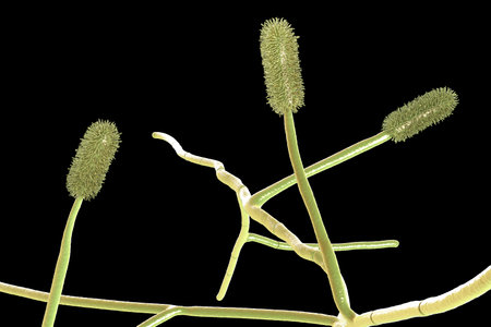Aspergillus clavatus mold fungi, 3D illustration. A soil microscopic fungus, causes allergic...