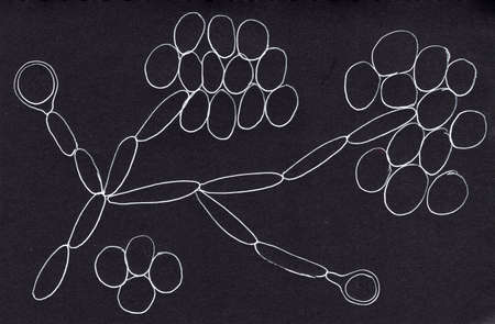 Candida albicans yeasts, microscopic fungi. Scientific hand drawn illustration showing pseudohyphae, clusters of round blastoconidia and large single terminal chlamydosporesの写真素材