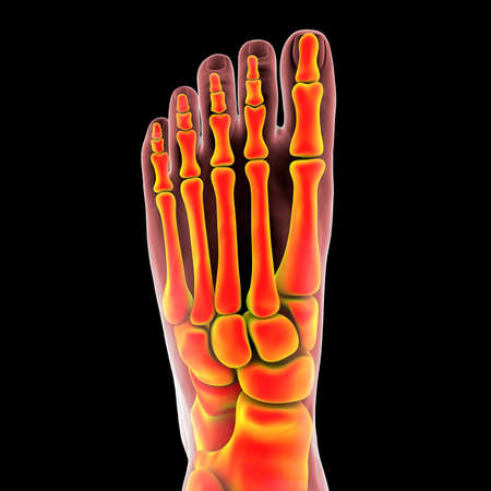 Human foot anatomy isolated on black background, 3D illustrationの写真素材