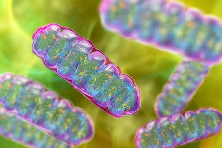 Mitochondria, a membrane-enclosed cellular organelles producing energy, 3D illustrationの写真素材