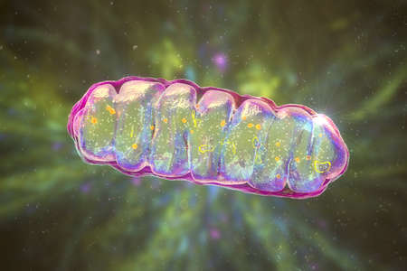 Mitochondria, a membrane-enclosed cellular organelles producing energy, 3D illustrationの写真素材