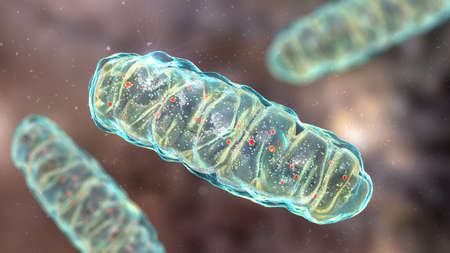 Mitochondria, a membrane-enclosed cellular organelles producing energy, 3D illustrationの写真素材