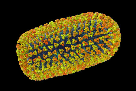 Mokola virus, an RNA virus related to rabies virus isolated from mammals, mainly cats, across...