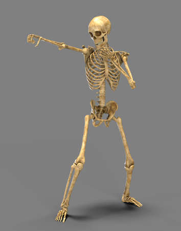 Anatomy of boxing sport, 3D illustration. Human skeleton in boxing position showing skeletal...