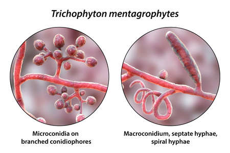 Fungi Trichophyton mentagrophytes, 3D illustration showing branched conidiophores bearing spherical...