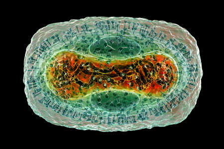 Monkeypox virus, 3D illustration. A zoonotic virus from Poxviridae family, causes monkeypox, a...