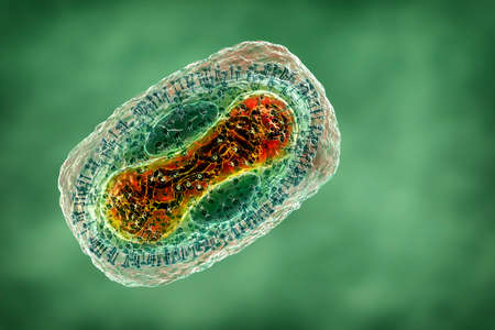 Monkeypox virus, 3D illustration. A zoonotic virus from Poxviridae family, causes monkeypox, a...